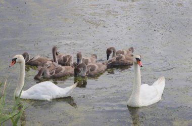 Kuş kuğusu gölde yüzüyor..