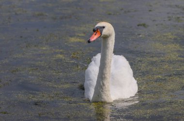Kuş kuğusu gölde yüzüyor..