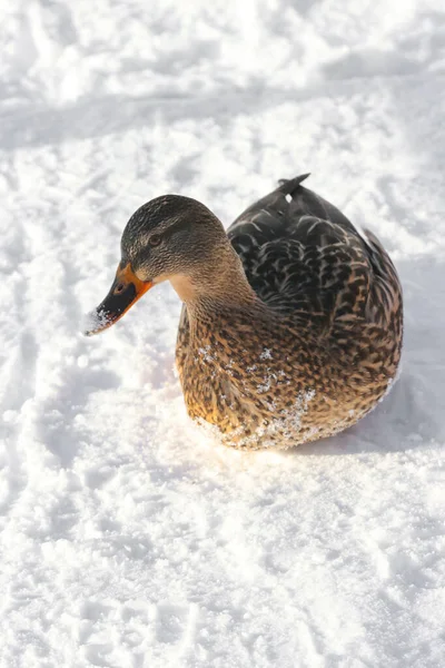 Pato Pássaro Inverno Neve Mundo Animal — Fotografia de Stock