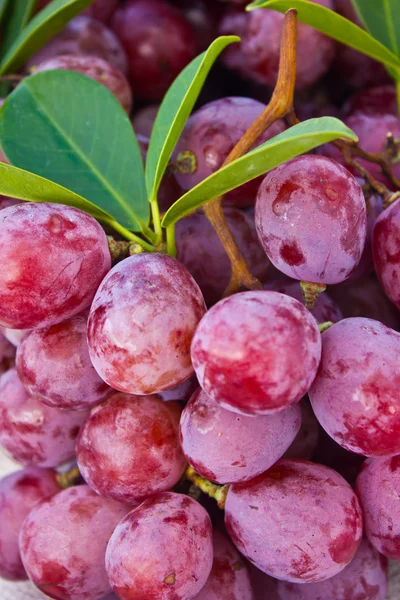 Primo piano delle uve rosse mature — Foto Stock