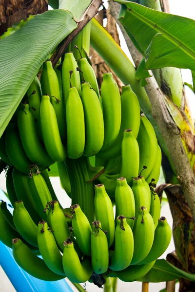 Grüne Bananen auf dem Baum — Stockfoto