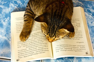 Lucky with book - not to play but to learn clipart