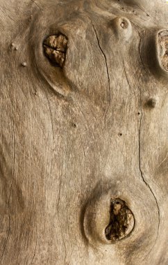 eski arka plan ağaç gövdesi içinde closeup