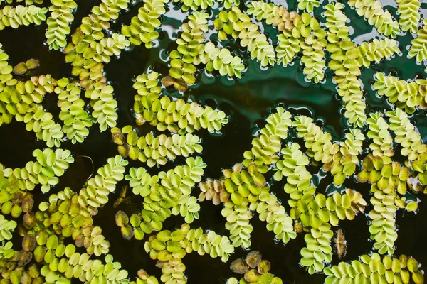 Top view of water grass in the pond. — Stock Photo, Image