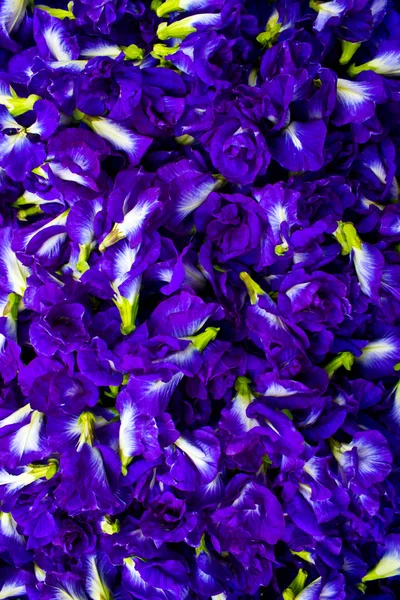 Fiori viola, Fiori di pisello . — Foto Stock