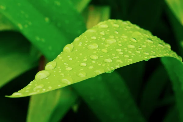 Gotas de agua en la hierba verde — Foto de Stock