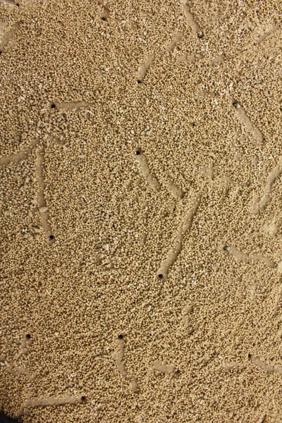 Vento de caranguejo faz buracos de caranguejo na praia — Fotografia de Stock