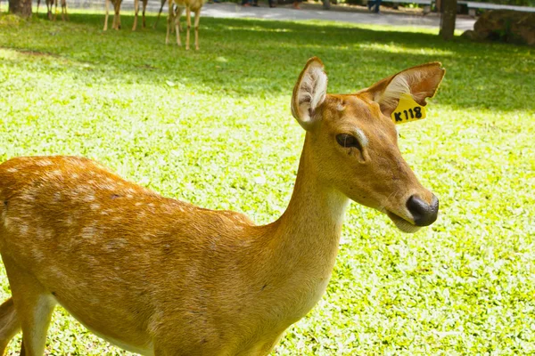 Beautiful deer — Stock Photo, Image