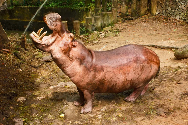 Hippopotame en gros plan — Photo