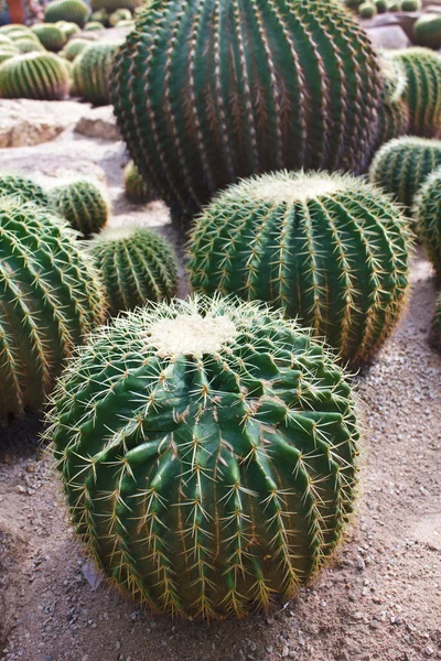 Echinocactus grusonii-태국 선인장 식물-황금 공 — 스톡 사진