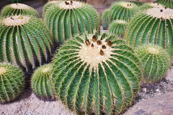 Echinocactus grusonii-태국 선인장 식물-황금 공 — 스톡 사진