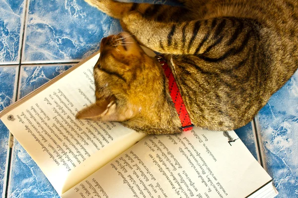 Lucky tiger-stripe cat napping on a book — Stock Photo, Image