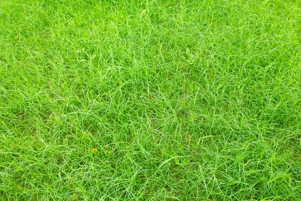 Fundal iarbă verde — Fotografie, imagine de stoc