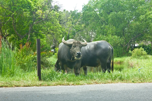 Thailändska buffalo — Stockfoto