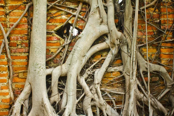 Root parede de tijolo coberto de madeira — Fotografia de Stock