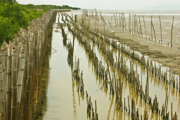 Barrage de bambou et ferme de mangrove — Photo