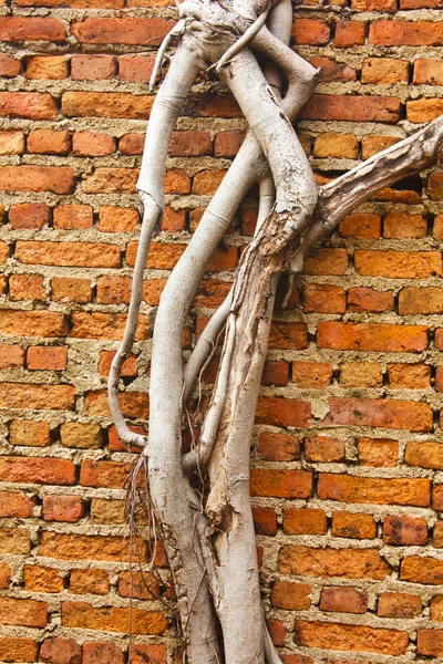 Pared de ladrillo cubierta de madera raíz — Foto de Stock