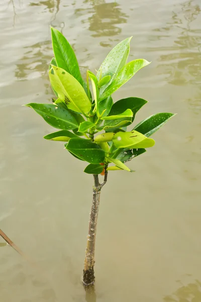 Giovane albero di mangrovie — Foto Stock
