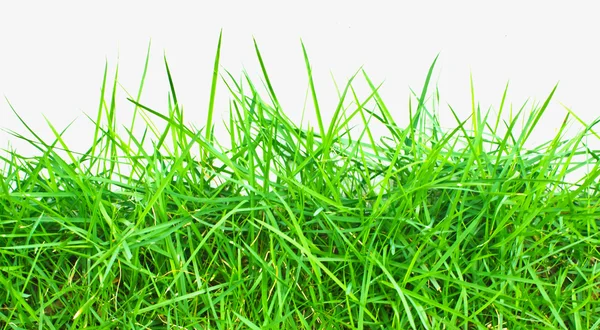 Green grass background — Stock Photo, Image