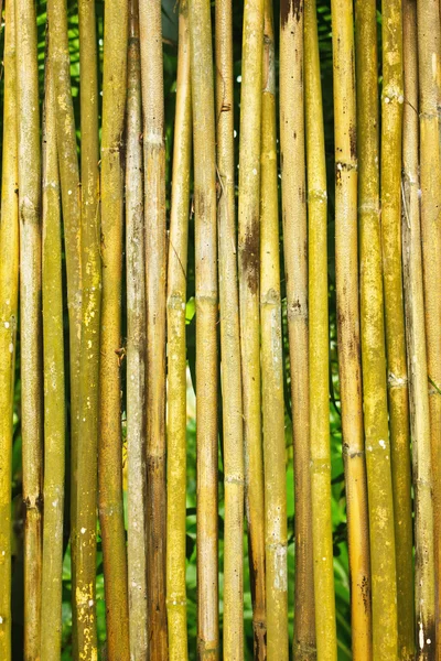 Tropical plant golden bamboo — Stock Photo, Image