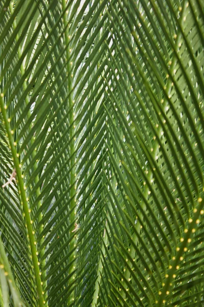 Feuilles humides vertes isolées sur fond blanc — Photo