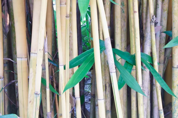 Golden bamboo — Stock Photo, Image
