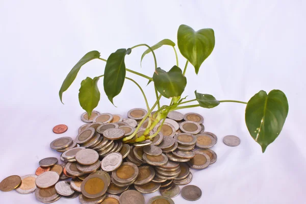 Green tree on money land — Stock Photo, Image