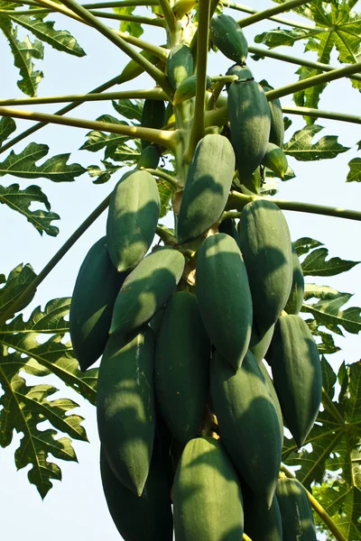 Árboles de papaya . — Foto de Stock