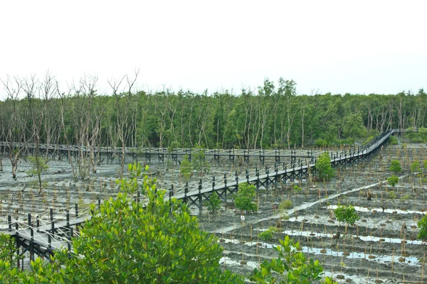 Mangrovebos — Stockfoto