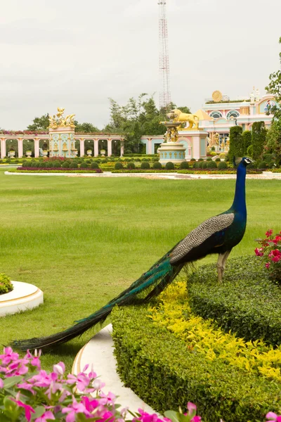 Schöner blauer Pfau — Stockfoto