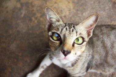 gözler kedi kadar yakın