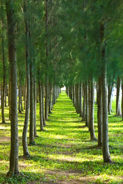 Summer thailand forest with walkway, green grass and trees — Stock Photo, Image