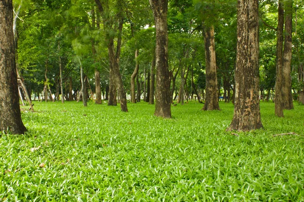 Floresta verde fundo em um dia ensolarado — Fotografia de Stock