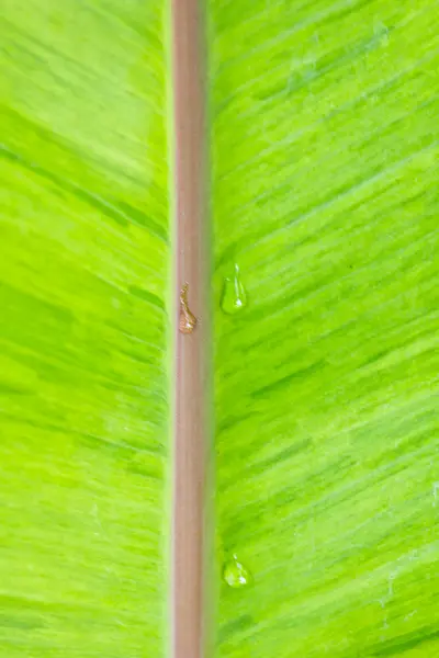 Banana Leaf — Stock Photo, Image