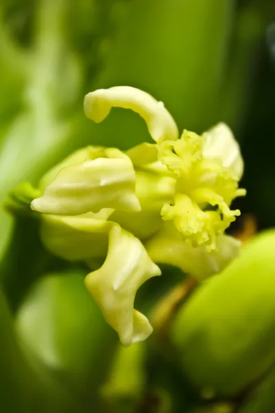 Flor de papaya — Foto de Stock