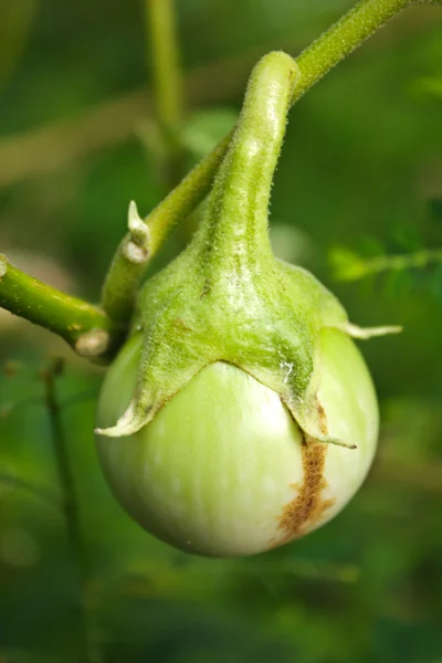 Thai Green Eggplant on eggplant tree — Stock Photo, Image