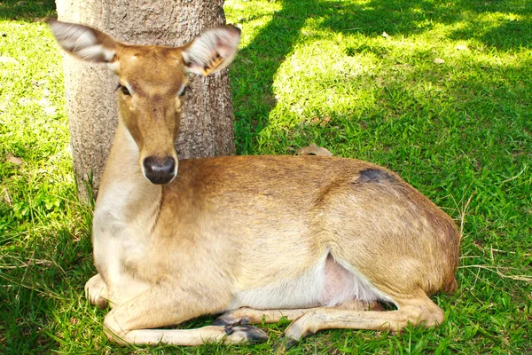 Deer in Thailand zoo — Stock Photo, Image