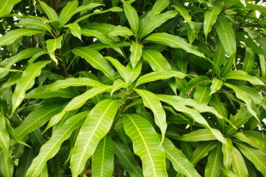 doğal şeklinde yaprakları