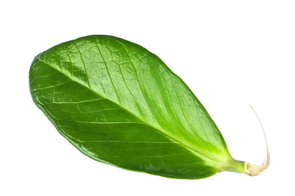 Natural shaped leaves — Stock Photo, Image