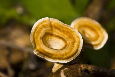 ormandaki yenmeyen mantar