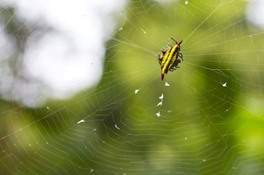 Örümcek ve Ağ