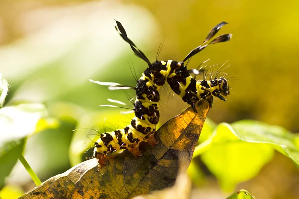 Brown arctia caja larva on leaf in nature — Stock Photo, Image