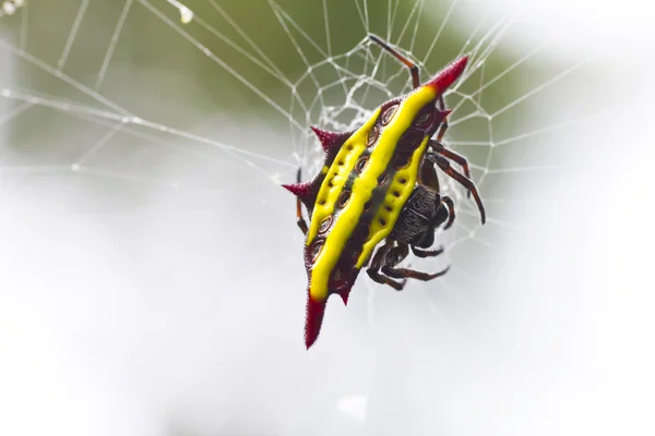 Araignée et toile — Photo