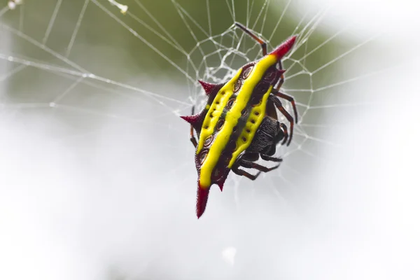Aranha e teia — Fotografia de Stock