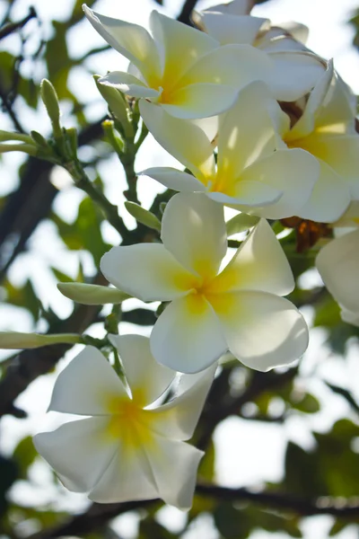 Plumeria kwiaty — Zdjęcie stockowe
