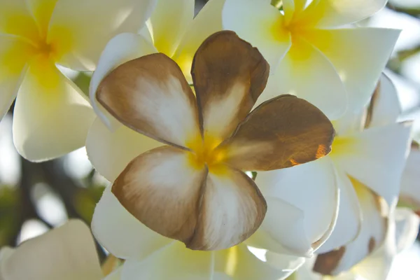 プルメリアの花 — ストック写真