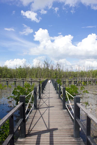 Die Brücke ist von Mangrovenbäumen umgeben — Stockfoto