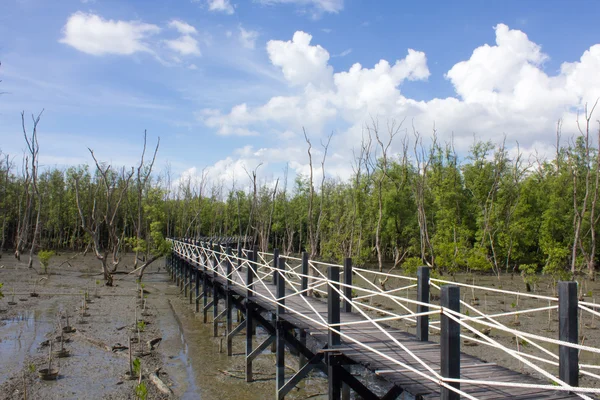 De brug is omgeven door Mangrovebomen op de blauwe hemel textu — Stockfoto