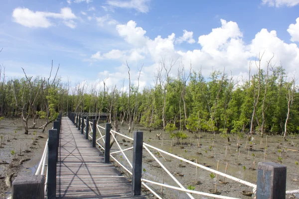 Die Brücke ist von Mangrovenbäumen am blauen Himmel umgeben. — Stockfoto