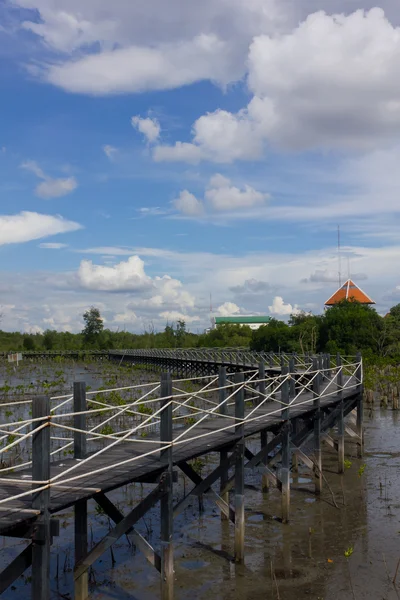 The bridge is surrounded by mangrove trees on the blue sky textu — Stock Photo, Image